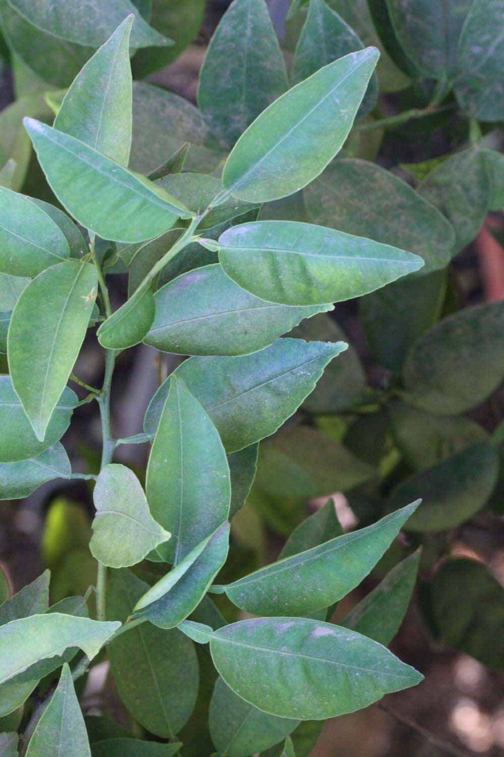              Shade leaves (Riverside, CA)       